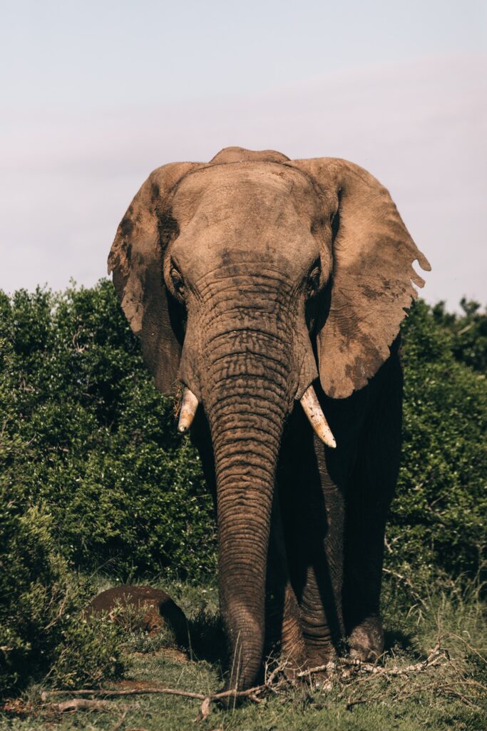 Mature elephant looking directly at the camera