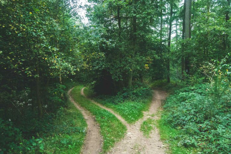 Divergent paths in a wood.